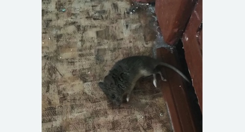 Дезинфекция от мышей в Левобережном районе Москвы