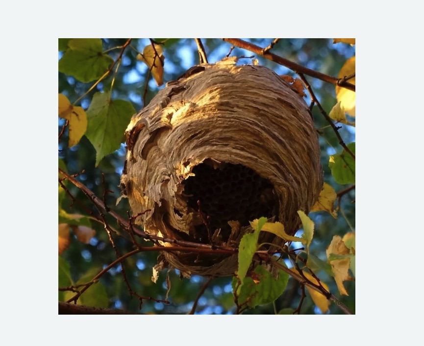 Обработка от шершней в Левобережном районе Москвы