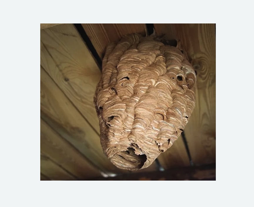 обработка от шершней в Левобережном районе Москвы