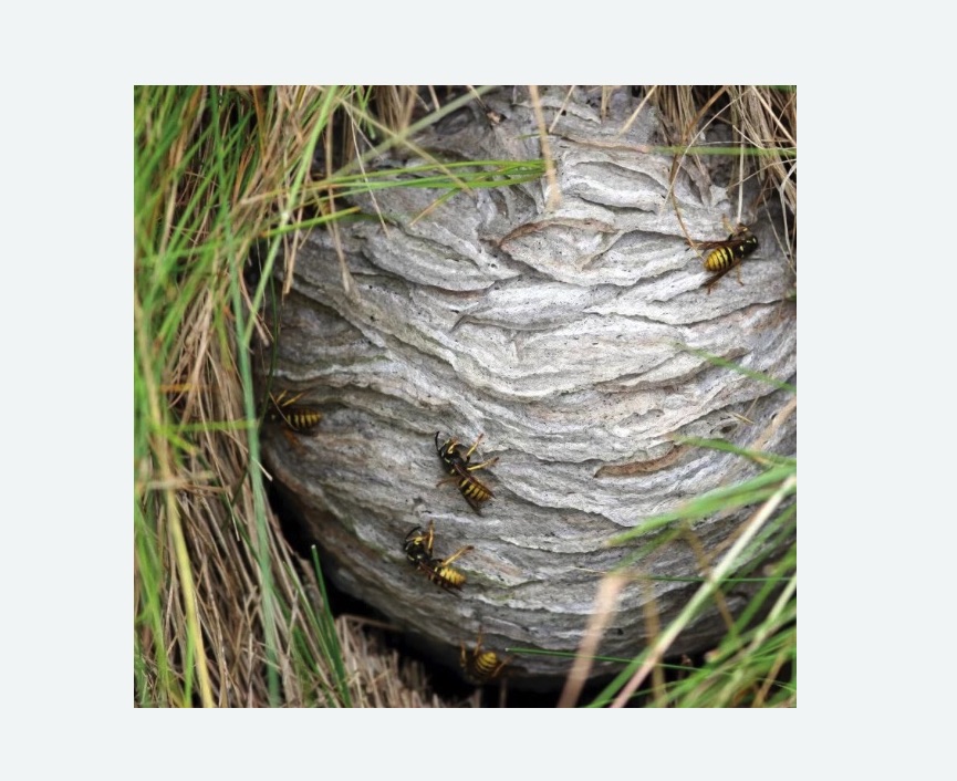 Уничтожение ос и ульев в Левобережном районе Москвы